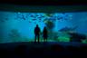 Tagesausflug in das Aquarium von Palma de Mallorca - ab Hotel